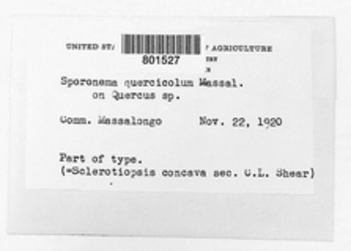 Sporonema quercicola image